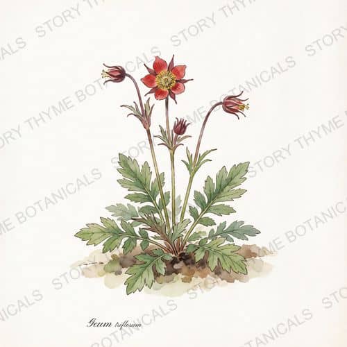 Prairie Smoke — a print from the Plant Library collection