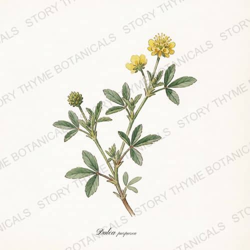 Purple Prairie Clover — a print from the Plant Library collection