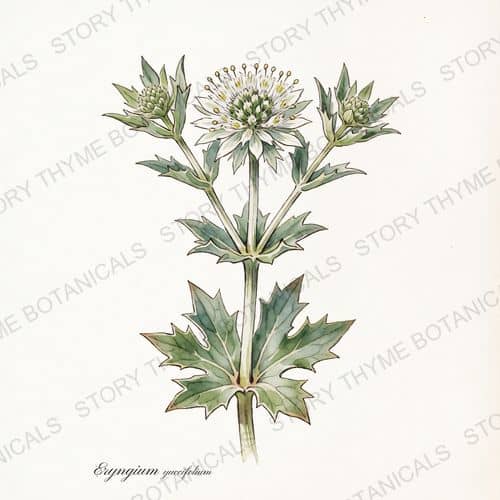 Rattlesnake Master — a print from the Plant Library collection