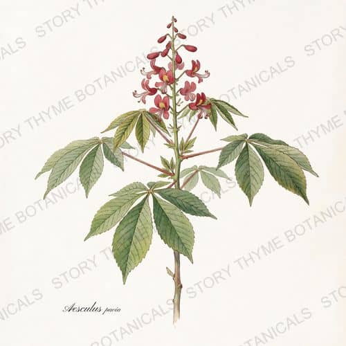 Red Buckeye — a print from the Plant Library collection