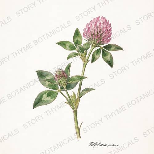 Red Clover — a print from the Plant Library collection