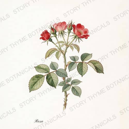 Rose — a print from the Plant Library collection