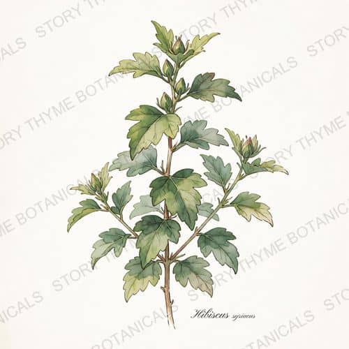 Rose of Sharon — a print from the Plant Library collection