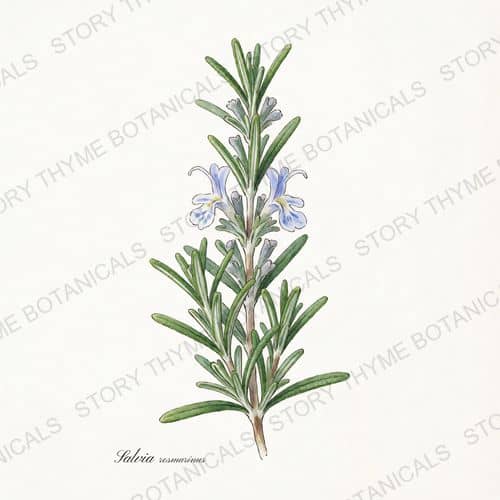 Rosemary — a print from the Plant Library collection