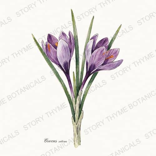 Saffron Crocus — a print from the Plant Library collection