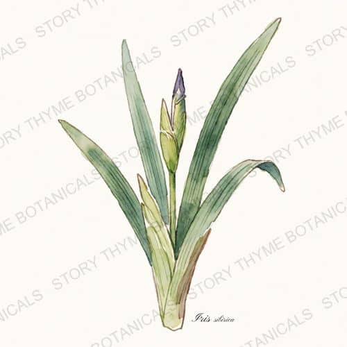 Siberian Iris — a print from the Plant Library collection