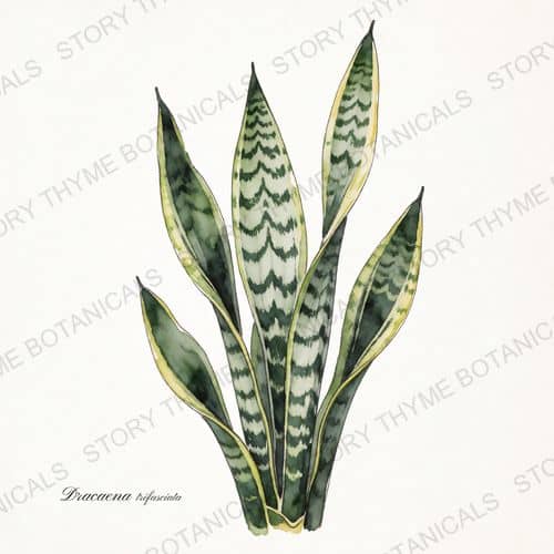 Snake Plant — a print from the Plant Library collection
