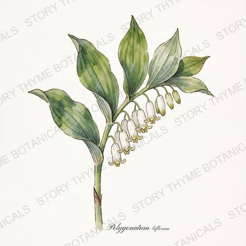 Solomon's Seal — a print from the Plant Library collection
