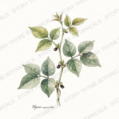 Southern Pea (Cowpea/Black-Eyed Pea) — a print from the Plant Library collection