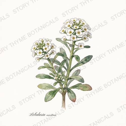 Sweet Alyssum — a print from the Plant Library collection