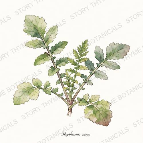 Tillage Radish (Daikon Cover Crop) — a print from the Plant Library collection