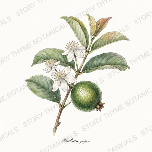 Guava — a print from the Plant Library collection