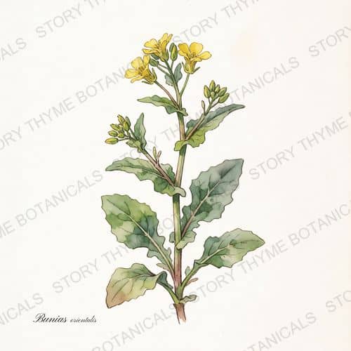 Turkish Rocket — a print from the Plant Library collection