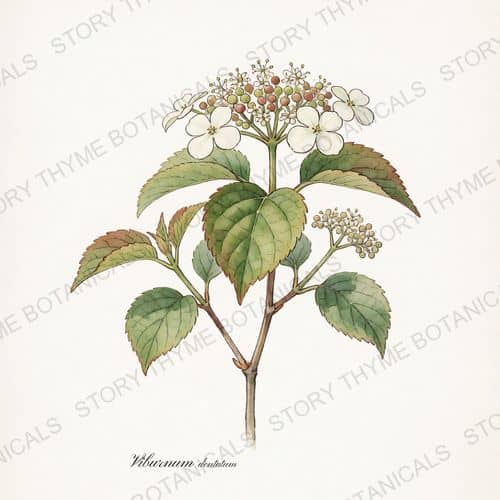 Arrowwood Viburnum — a print from the Plant Library collection