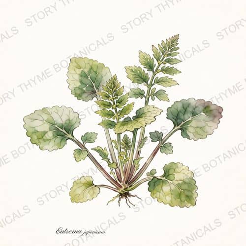 Wasabi — a print from the Plant Library collection