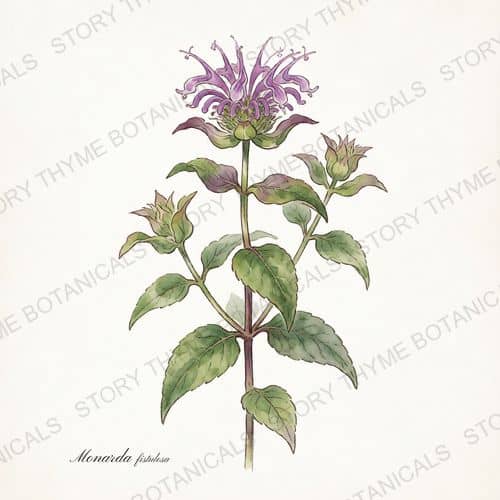 Wild Bergamot — a print from the Plant Library collection