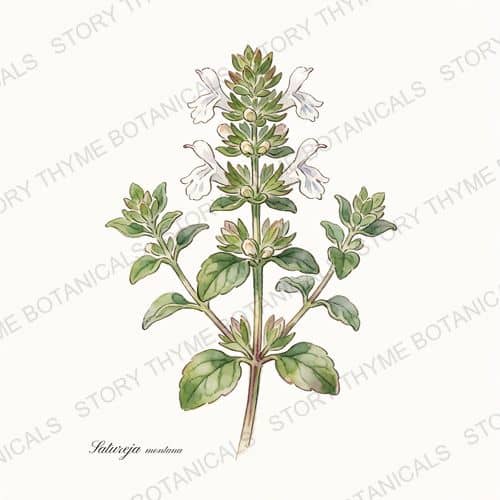 Winter Savory — a print from the Plant Library collection