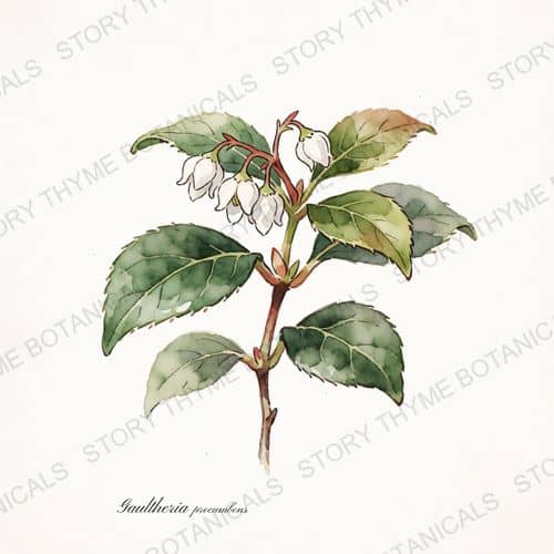 Wintergreen (Teaberry) — a print from the Plant Library collection