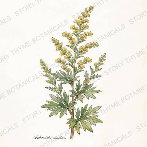 Wormwood (Artemisia) — a print from the Plant Library collection