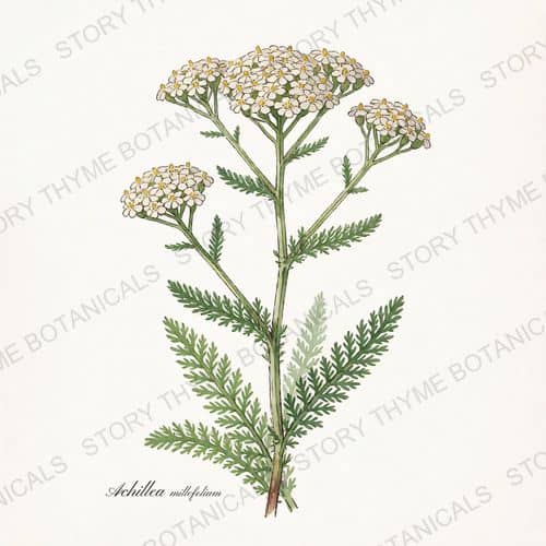 Yarrow — a print from the Plant Library collection