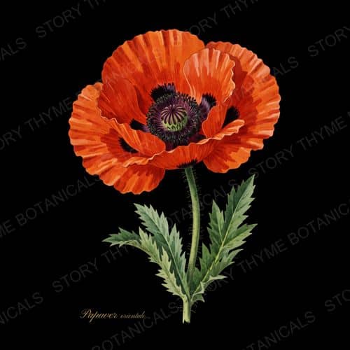 Oriental Poppy — Poppies botanical print