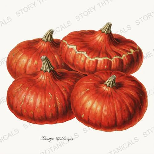 Cinderella — Heirloom Pumpkins botanical print