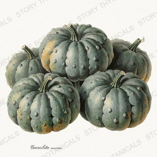 Blue Hubbard — a print on a white background, from the Heirloom Pumpkins collection