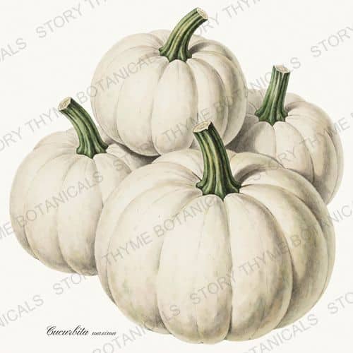 Lumina — a print on a white background, from the Heirloom Pumpkins collection