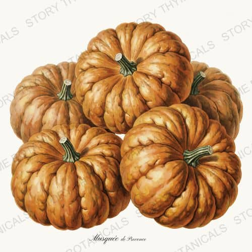 Fairytale — a print on a white background, from the Heirloom Pumpkins collection