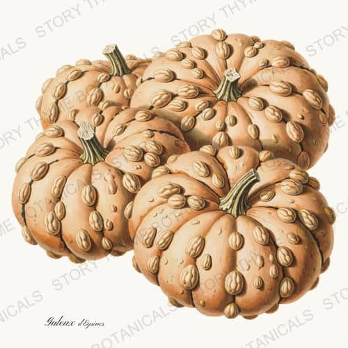 Peanut Pumpkin — a print on a white background, from the Heirloom Pumpkins collection