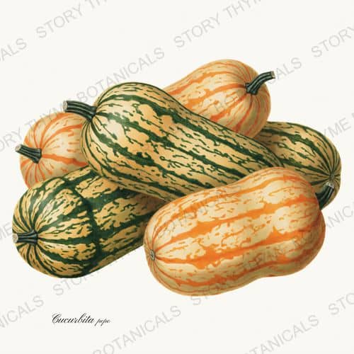 Delicata — a print on a white background, from the Heirloom Pumpkins collection