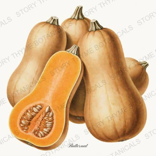 Butternut — a print on a white background, from the Heirloom Pumpkins collection