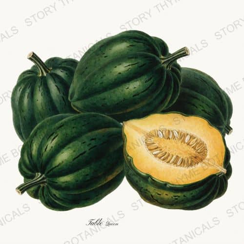 Acorn — a print on a white background, from the Heirloom Pumpkins collection