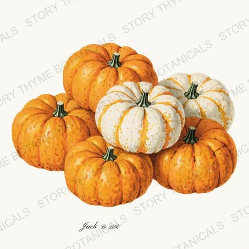 Mini Pumpkins — a print on a white background, from the Heirloom Pumpkins collection