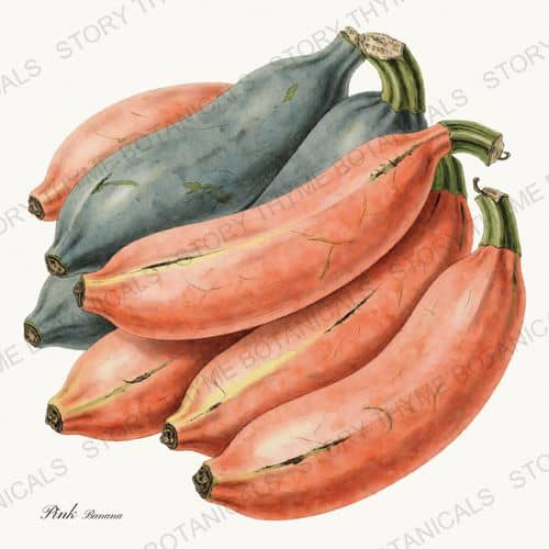 Banana Squash — a print on a white background, from the Heirloom Pumpkins collection
