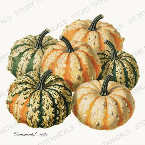 Warted Gourds — a print on a white background, from the Heirloom Pumpkins collection