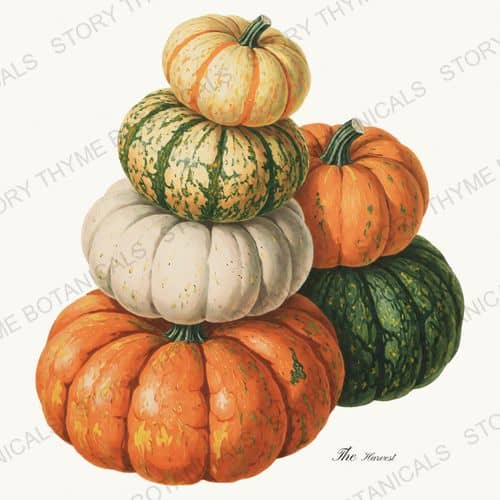 Harvest Tower — a print on a white background, from the Heirloom Pumpkins collection