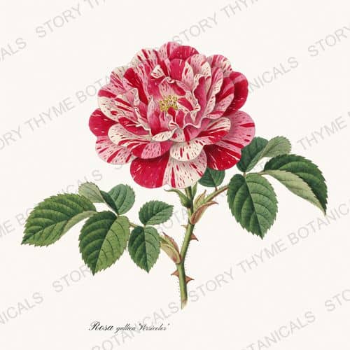 Rosa Mundi — Heirloom Roses print on a white background