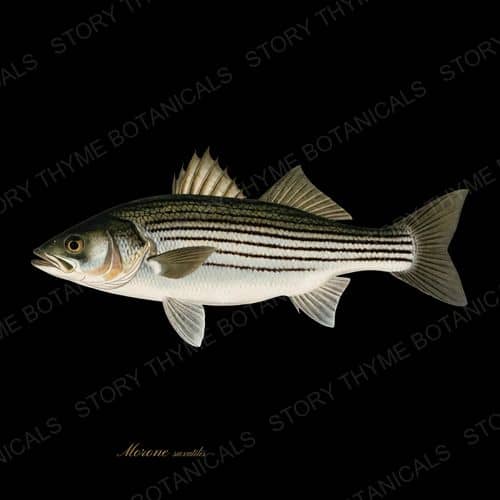 Striped Bass — Saltwater Game botanical print
