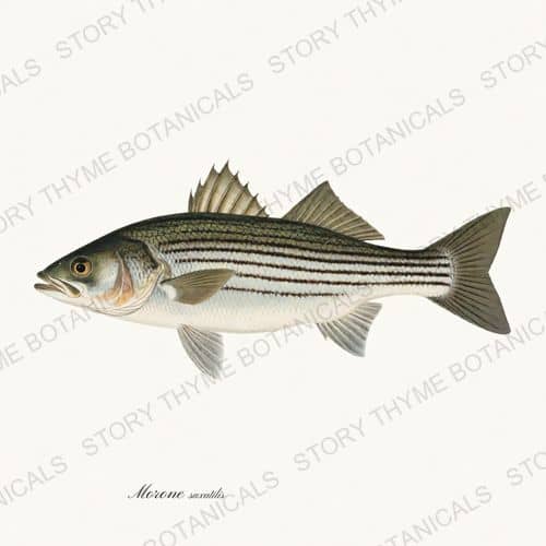 Striped Bass — Saltwater Game print on a white background