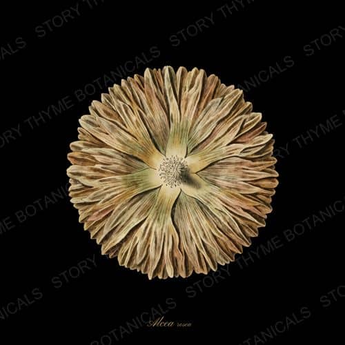 Hollyhock Disc — Seed Heads & Pods botanical print
