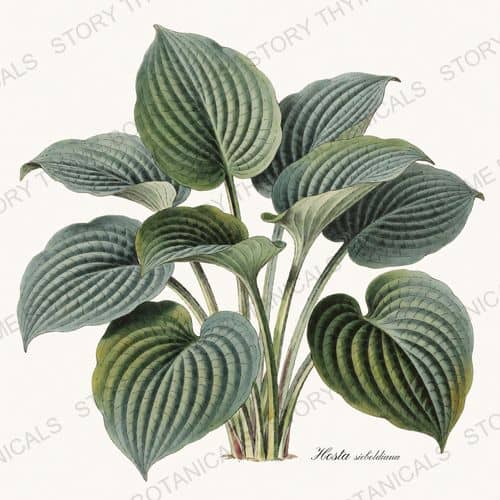 Hosta — Shade Garden botanical print