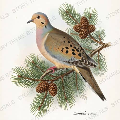 Zenaida Pinus — a botanical print from the Songbirds & Branches collection, on a white background