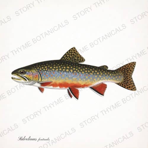 Brook Trout — Trout & Stream print on a white background