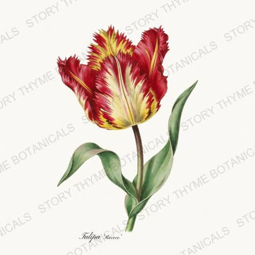 Rococo — Heirloom Tulips print on a white background