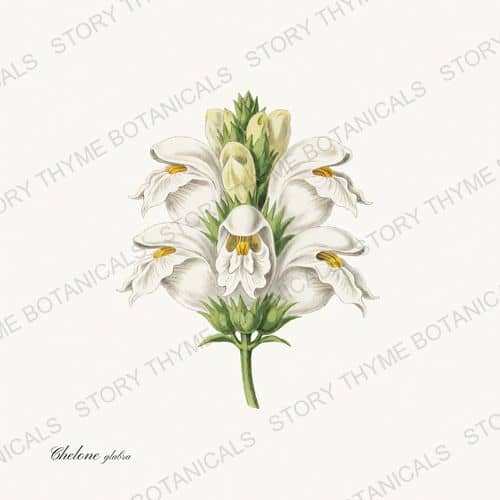 Turtlehead — Wildflowers Vol. 3 print on a white background