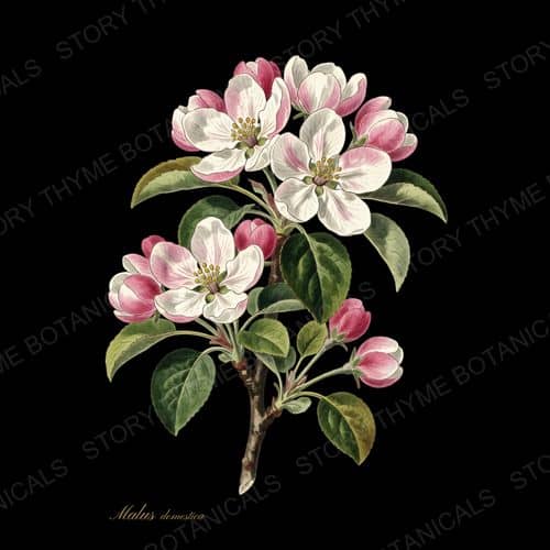 Apple Blossom — Wildflowers & Meadow botanical print