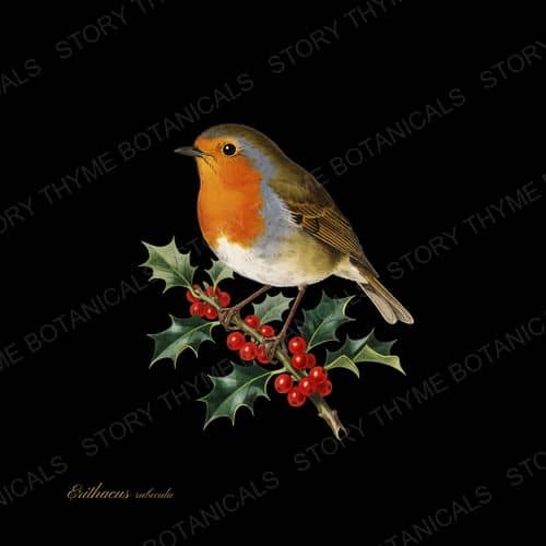 European Robin — Winter Birds botanical print