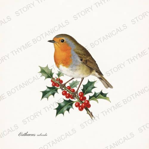 European Robin — Winter Birds print on a white background
