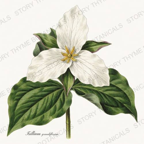 Trillium — Woodland Flowers botanical print